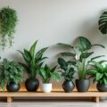 découvrez les meilleures plantes pour décorer votre intérieur et apporter fraîcheur et style à votre maison.